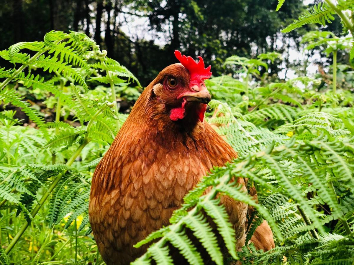 Quinta Pereirinha Farm - A Private 3 Bedroom Vacation Home, Close To Hiking W Ocean Views - Pico Island, Azores São Roque do Pico Екстериор снимка